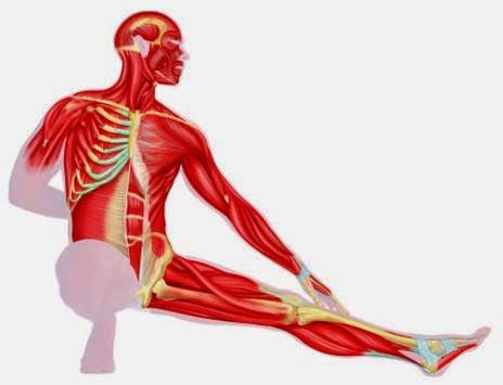 El cuerpo humano en árabe