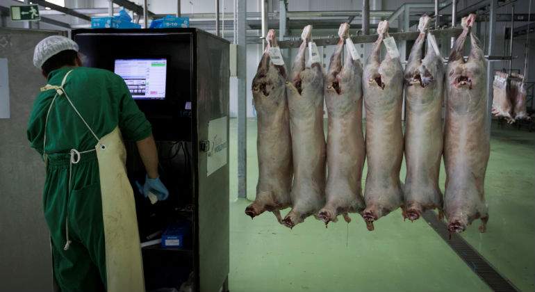 Extremadura, despensa del mundo árabe: así es el matadero halal de Olivenza